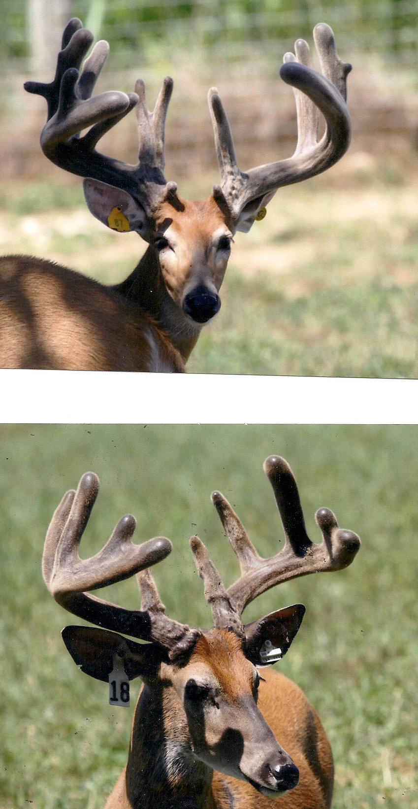 Louisiana Trophy Whitetail deer hunt, Texas Recreationa Huntingl